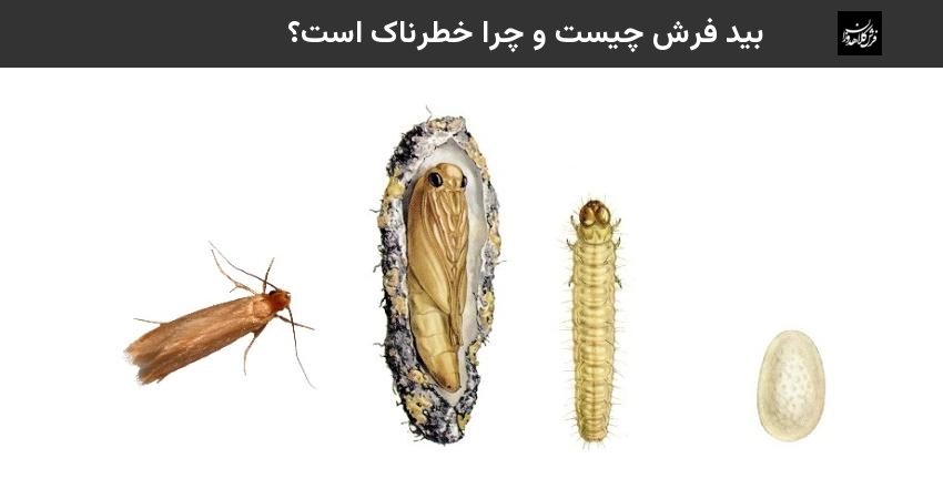 بید فرش چیست و چرا خطرناک است؟