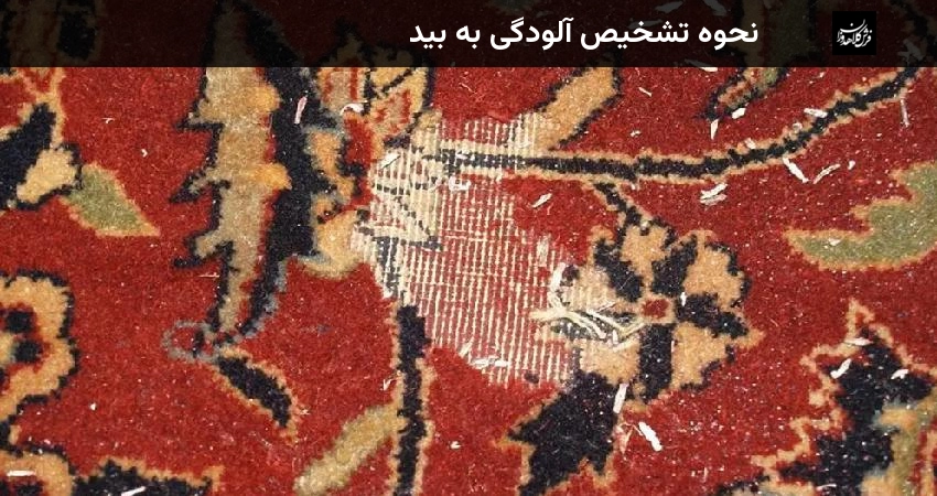 نحوه تشخیص آلودگی به بید